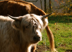 Bildhübsch und unkompliziert: Highland Cattle